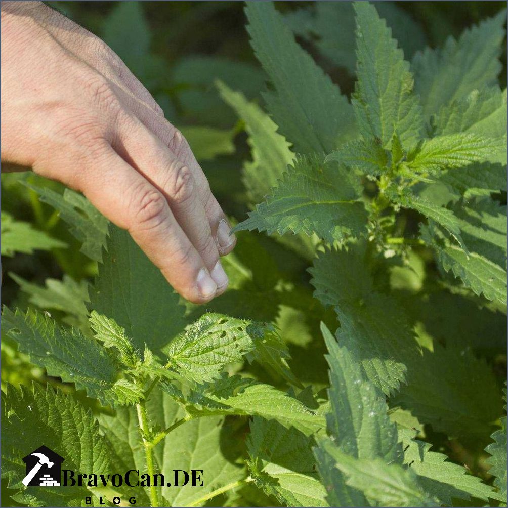 Was hilft gegen Brennnesseln im Garten Tipps und Tricks Was hilft gegen Brennnesseln im Garten Tipps und Tricks