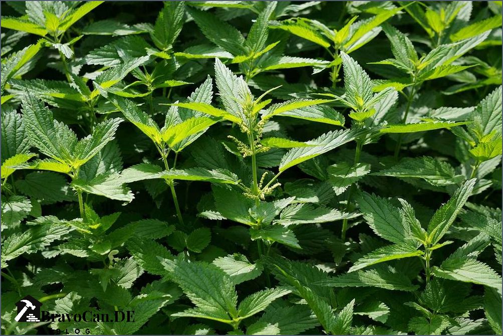 Was hilft gegen Brennnesseln im Garten Tipps und Tricks Was hilft gegen Brennnesseln im Garten Tipps und Tricks