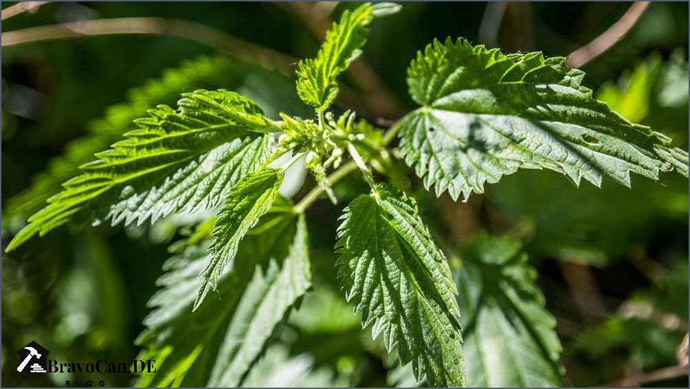 Was hilft gegen Brennnesseln im Garten Tipps und Tricks Was hilft gegen Brennnesseln im Garten Tipps und Tricks