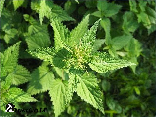 Was hilft gegen Brennnesseln im Garten Tipps und Tricks Was hilft gegen Brennnesseln im Garten Tipps und Tricks