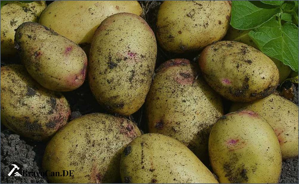Was nach Kartoffeln pflanzen Tipps für die Nachkultur Was nach Kartoffeln pflanzen Tipps für die Nachkultur