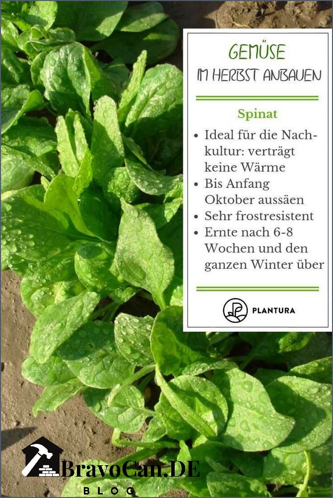 Was nach Kartoffeln pflanzen Tipps für die Nachkultur Was nach Kartoffeln pflanzen Tipps für die Nachkultur