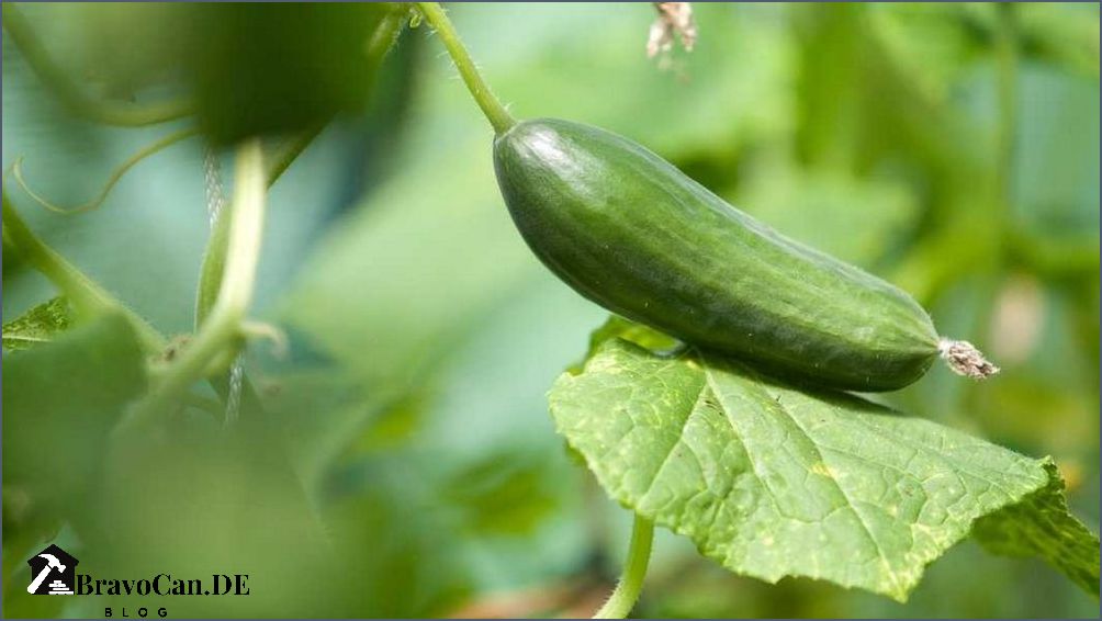 Was neben Gurken pflanzen Eine Anleitung für den erfolgreichen Gemüsegarten