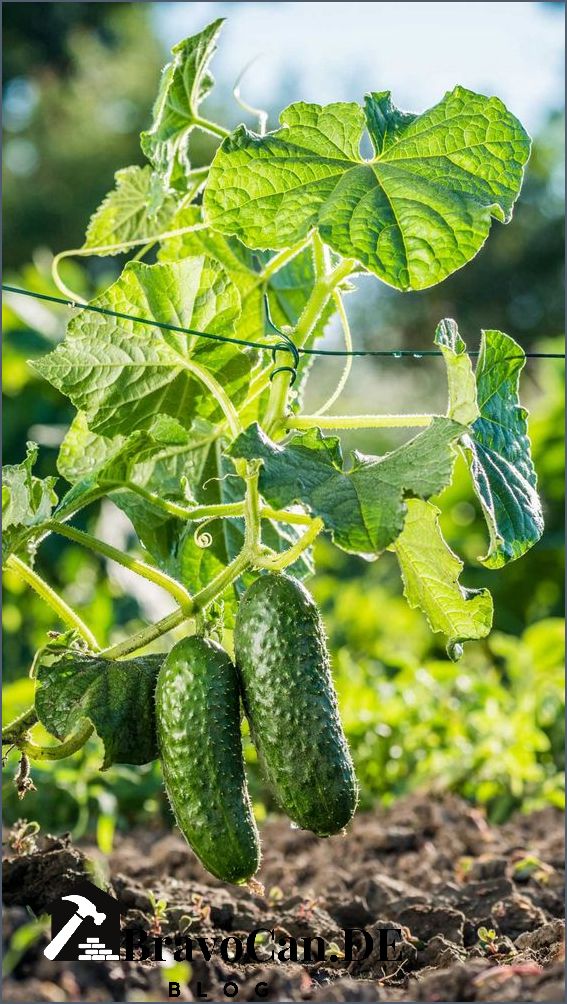 Was neben Gurken pflanzen Eine Anleitung für den erfolgreichen Gemüsegarten