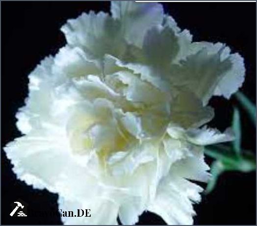 Weiße Nelke Bedeutung Symbolik und Bedeutung der weißen Nelke Weiße Nelke Bedeutung Symbolik und Bedeutung der weißen Nelke