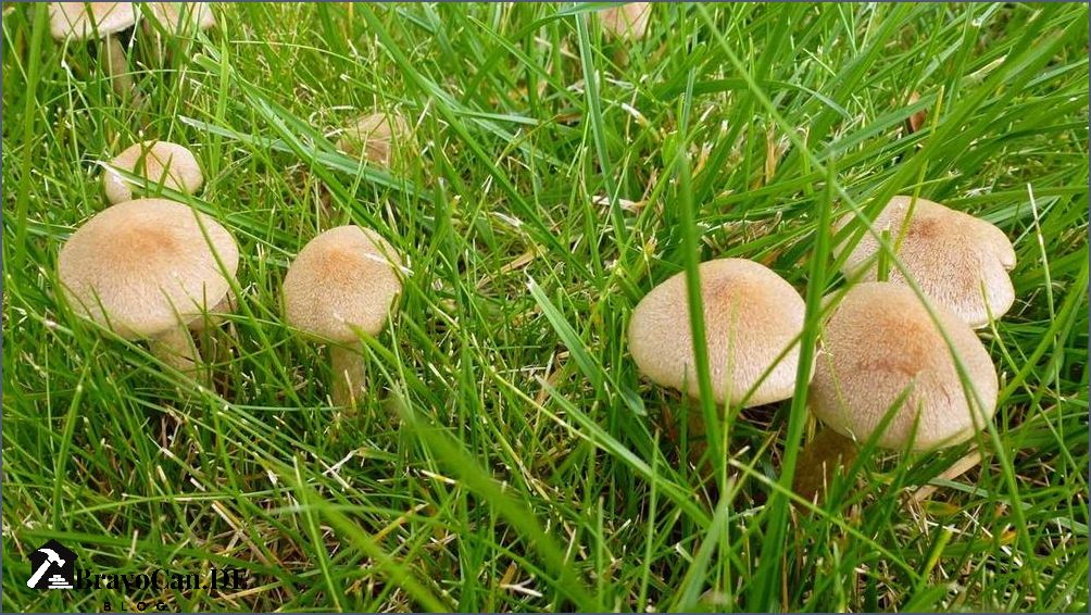 Weiße Pilze im Rasen Ursachen Behandlung und Vorbeugung