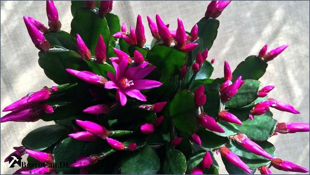 Weihnachtskaktus Pflege nach der Blüte - Tipps und Tricks Weihnachtskaktus Pflege nach der Blüte - Tipps und Tricks