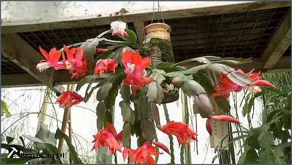 Weihnachtskaktus Pflege nach der Blüte - Tipps und Tricks Weihnachtskaktus Pflege nach der Blüte - Tipps und Tricks