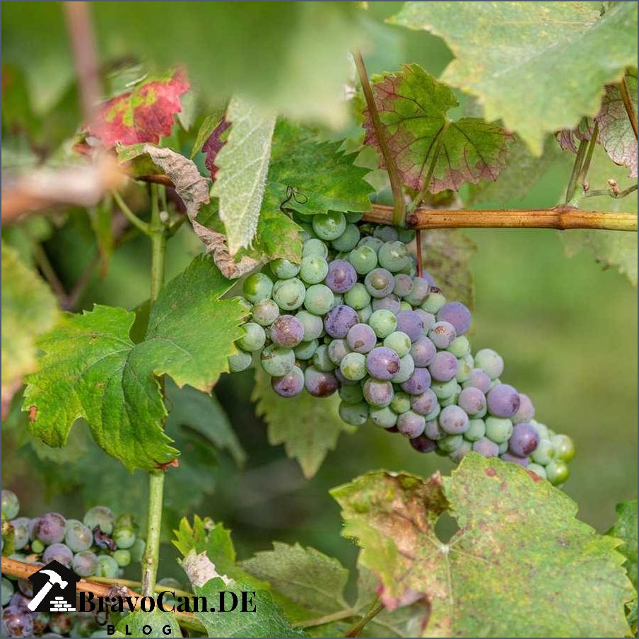 Wein Rankhilfe aus Metall - Tipps und Anleitungen für den erfolgreichen Weinanbau Wein Rankhilfe aus Metall - Tipps und Anleitungen für den erfolgreichen Weinanbau