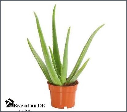 Welche Erde für Aloe Vera Tipps und Empfehlungen Welche Erde für Aloe Vera Tipps und Empfehlungen