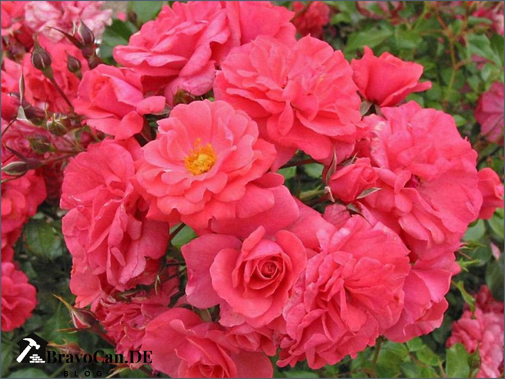 Welche Erde für Rosen - Tipps und Empfehlungen