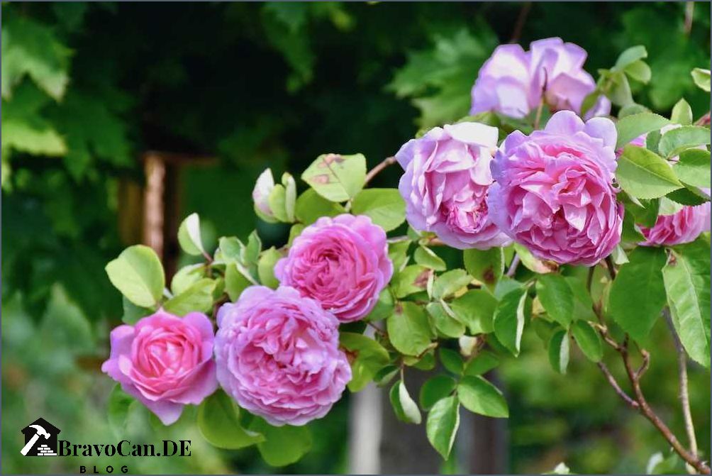 Welche Erde für Rosen - Tipps und Empfehlungen