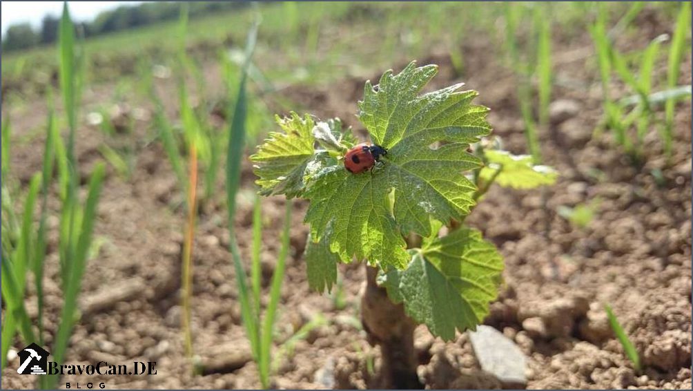 Welche Erde für Weinreben Die richtige Bodenwahl für gesunden Weinbau Welche Erde für Weinreben Die richtige Bodenwahl für gesunden Weinbau