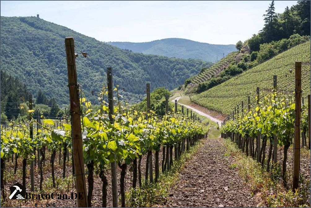 Welche Erde für Weinreben Die richtige Bodenwahl für gesunden Weinbau Welche Erde für Weinreben Die richtige Bodenwahl für gesunden Weinbau