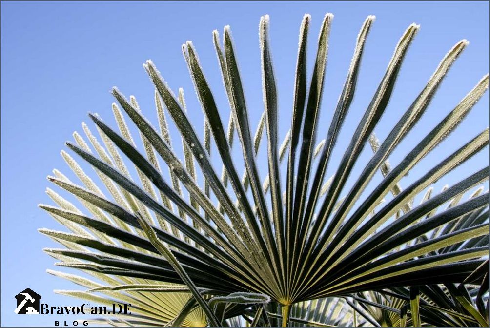 Welche Palme habe ich Eine Anleitung zur Identifizierung von Palmen