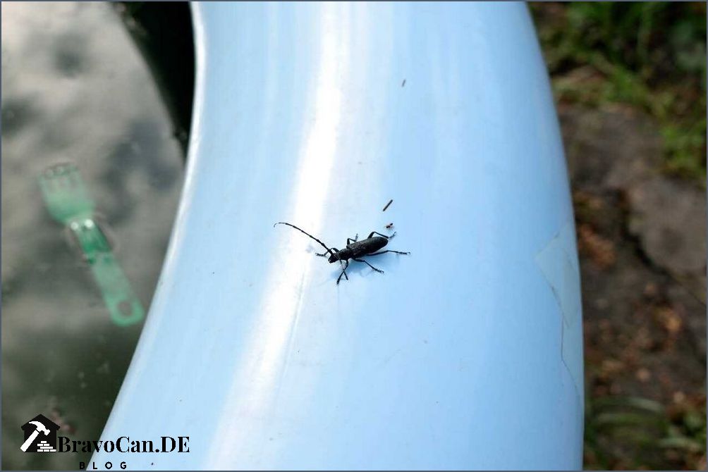 Wasserkäfer im Pool - Tipps zur natürlichen Schädlingsbekämpfung