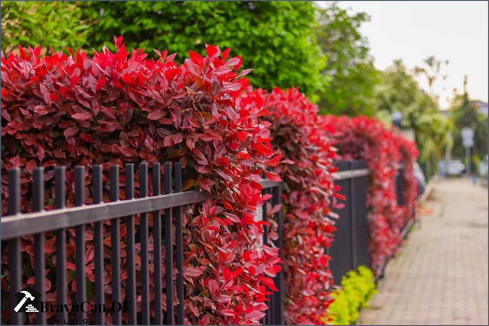 Weiße blühender Strauch Tipps für eine schöne Gartengestaltung Weiße blühender Strauch Tipps für eine schöne Gartengestaltung
