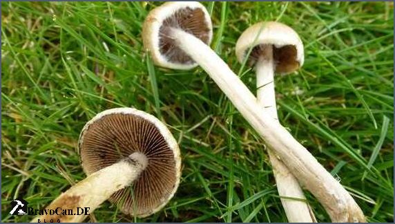 Weißer Pilz im Garten Ursachen Identifizierung und Bekämpfung