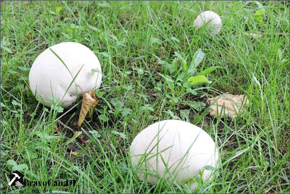 Weißer Pilz im Garten Ursachen Identifizierung und Bekämpfung