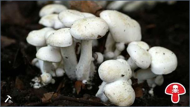 Weißer Pilz im Garten Ursachen Identifizierung und Bekämpfung
