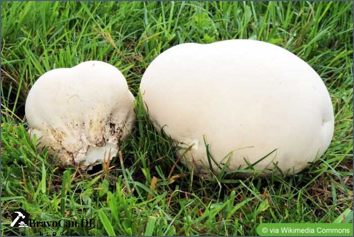 Weißer Pilz im Garten Ursachen Identifizierung und Bekämpfung