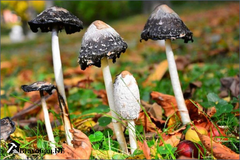 Weißer Pilz im Garten Ursachen Identifizierung und Bekämpfung