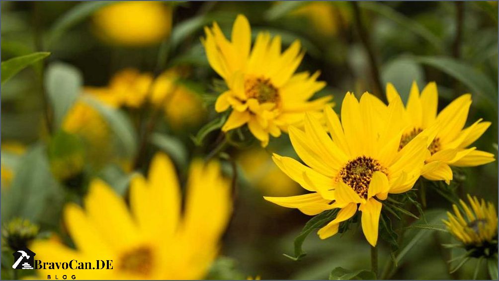 Welche Blumen im August pflanzen Tipps und Empfehlungen Welche Blumen im August pflanzen Tipps und Empfehlungen