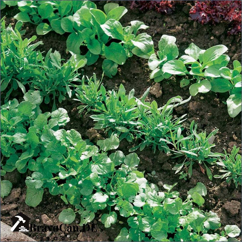 Welche Kräuter sind winterhart Die besten winterharten Kräuter für den Garten