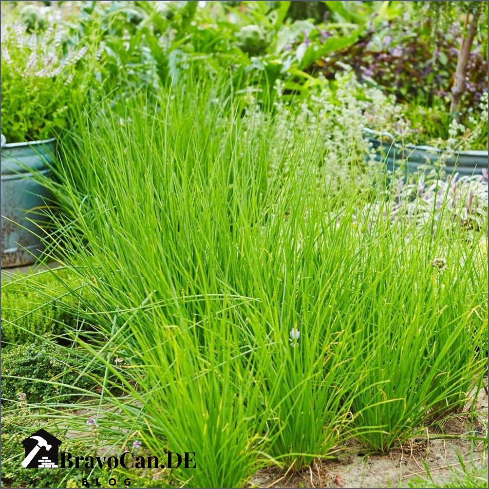 Welche Kräuter sind winterhart Die besten winterharten Kräuter für den Garten