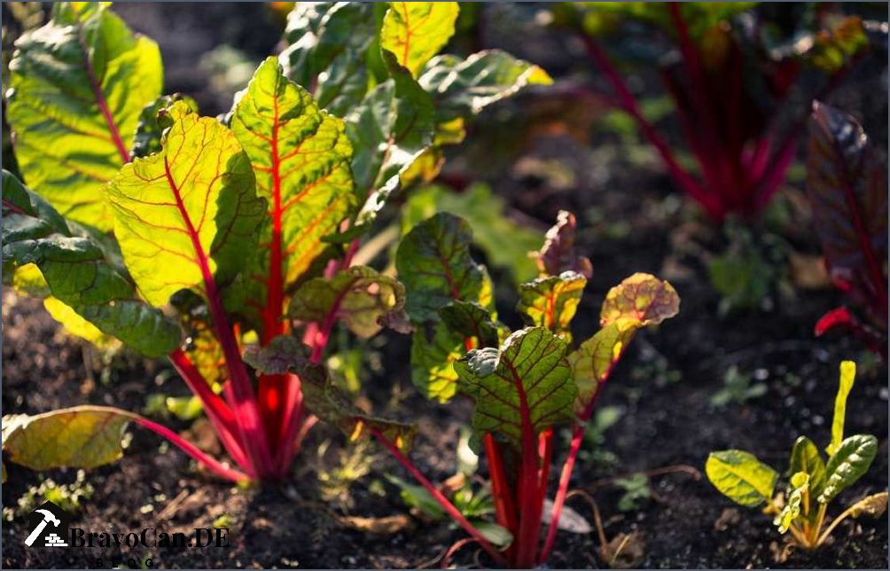 Welches Gemüse im Herbst pflanzen Tipps und Empfehlungen