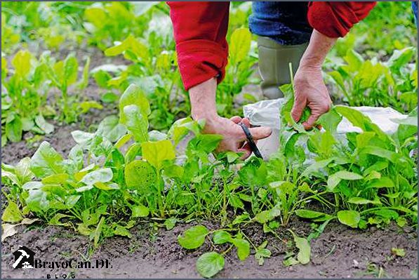 Wie erntet man Spinat Tipps und Tricks für eine erfolgreiche Ernte