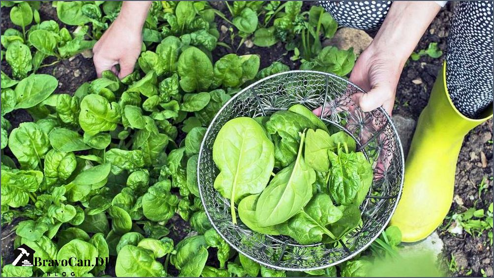 Wie erntet man Spinat Tipps und Tricks für eine erfolgreiche Ernte