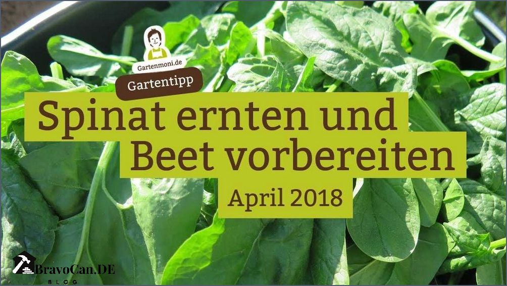 Wie erntet man Spinat Tipps und Tricks für eine erfolgreiche Ernte