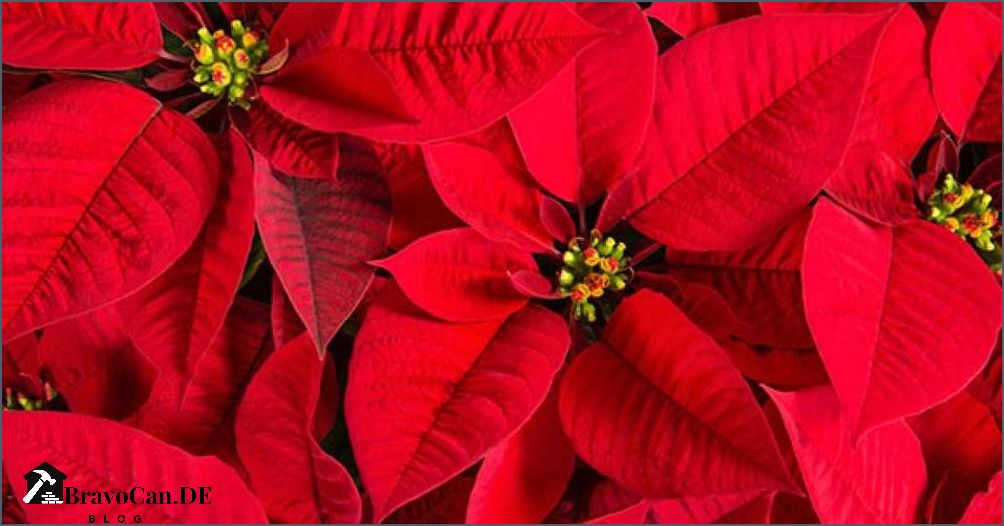 Wie gießt man einen Weihnachtsstern - Tipps und Tricks