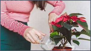 Wie gießt man einen Weihnachtsstern - Tipps und Tricks