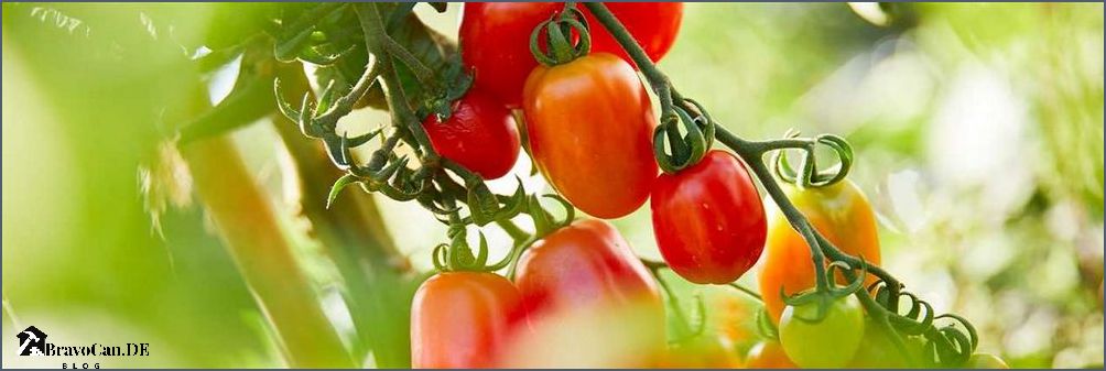 Wie hoch werden Tomatenpflanzen Erfahren Sie mehr über das Wachstum von Tomaten Wie hoch werden Tomatenpflanzen Erfahren Sie mehr über das Wachstum von Tomaten