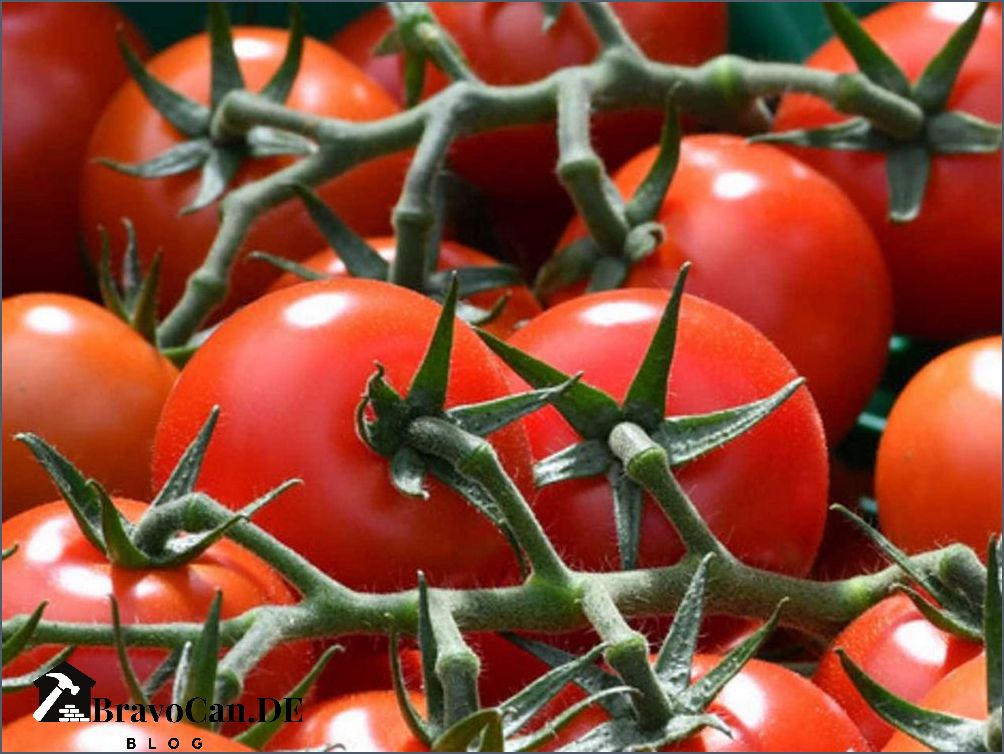 Wie hoch werden Tomatenpflanzen Erfahren Sie mehr über das Wachstum von Tomaten Wie hoch werden Tomatenpflanzen Erfahren Sie mehr über das Wachstum von Tomaten