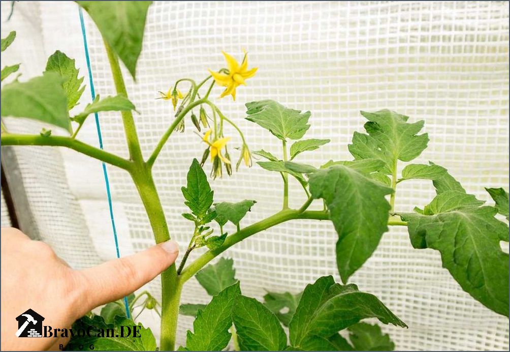 Wie hoch werden Tomatenpflanzen Erfahren Sie mehr über das Wachstum von Tomaten Wie hoch werden Tomatenpflanzen Erfahren Sie mehr über das Wachstum von Tomaten