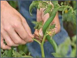 Wie hoch werden Tomatenpflanzen Erfahren Sie mehr über das Wachstum von Tomaten Wie hoch werden Tomatenpflanzen Erfahren Sie mehr über das Wachstum von Tomaten