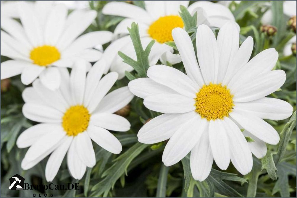Wie Lange Blhen Margeriten