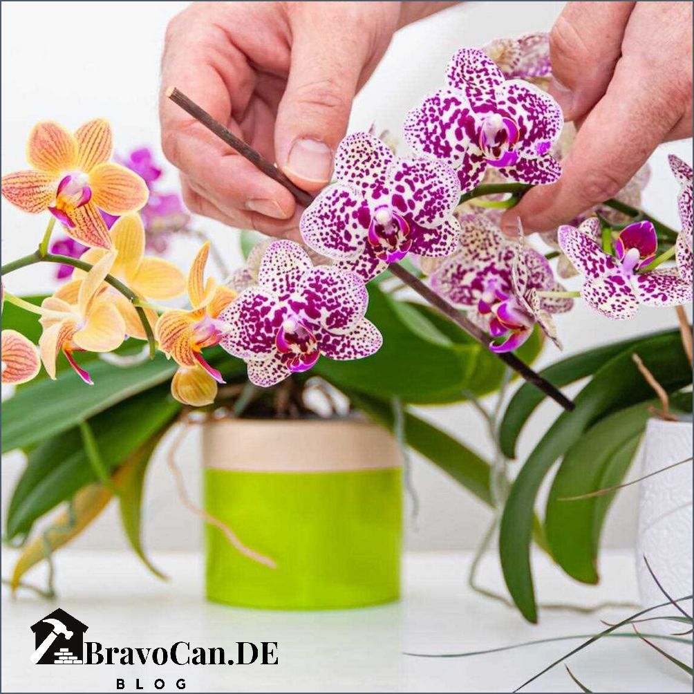 Wie lange blühen Orchideen Tipps für eine lange Blütezeit Wie lange blühen Orchideen Tipps für eine lange Blütezeit