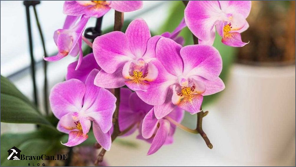Wie lange blühen Orchideen Tipps für eine lange Blütezeit Wie lange blühen Orchideen Tipps für eine lange Blütezeit