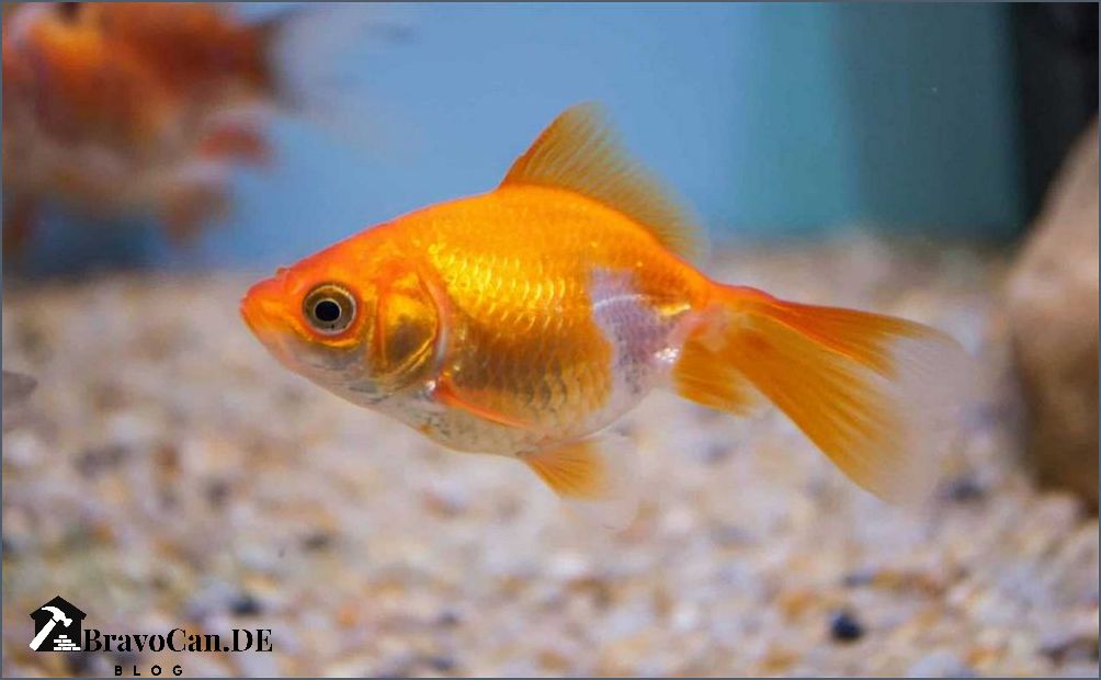 Wie lange leben Fische Alles was Sie wissen müssen
