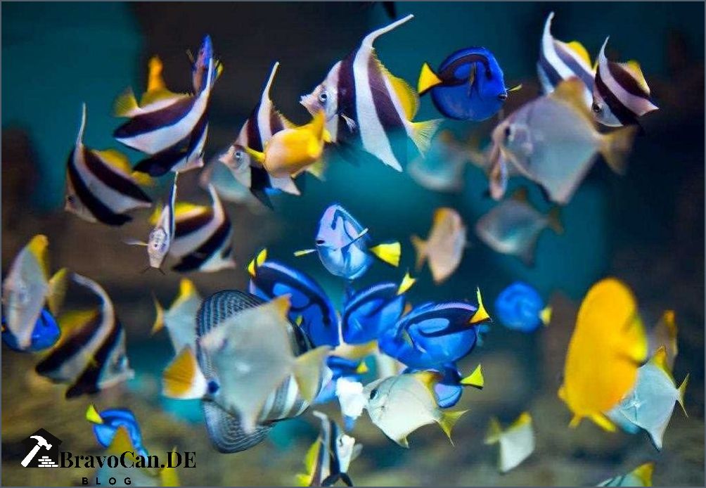 Wie lange leben Fische Alles was Sie wissen müssen