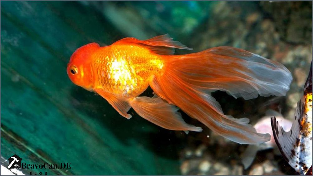 Wie lange leben Fische Alles was Sie wissen müssen