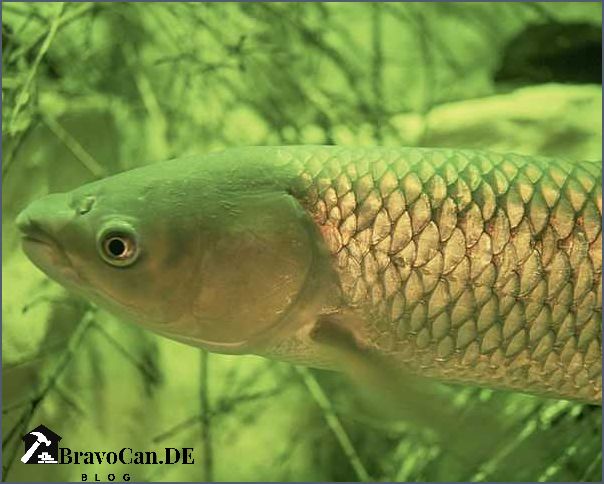 Wie lange überleben Fische im Teich ohne Pumpe - Tipps und Informationen Wie lange überleben Fische im Teich ohne Pumpe - Tipps und Informationen