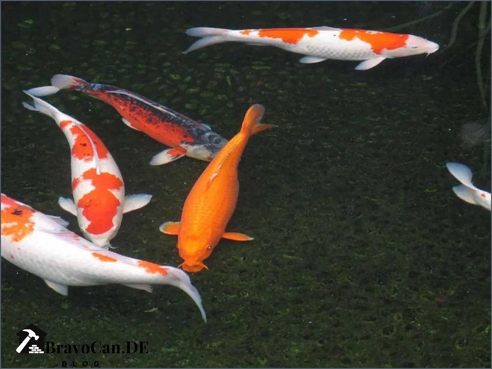 Wie lange überleben Fische im Teich ohne Pumpe - Tipps und Informationen Wie lange überleben Fische im Teich ohne Pumpe - Tipps und Informationen