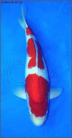 Wie lange überleben Fische im Teich ohne Pumpe - Tipps und Informationen Wie lange überleben Fische im Teich ohne Pumpe - Tipps und Informationen