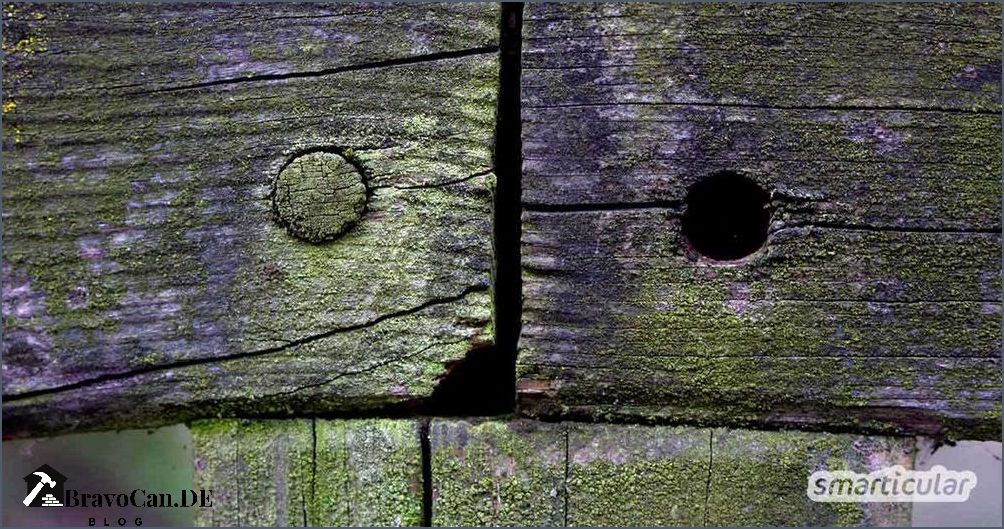Wie man Moos von Holz entfernt Tipps und Tricks Wie man Moos von Holz entfernt Tipps und Tricks
