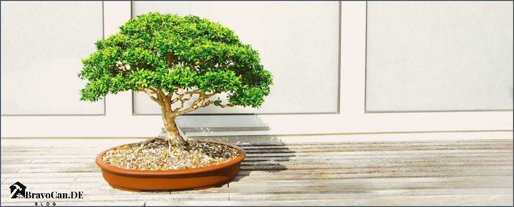 Wie oft Bonsai gießen Tipps und Tricks für die richtige Bewässerung Wie oft Bonsai gießen Tipps und Tricks für die richtige Bewässerung